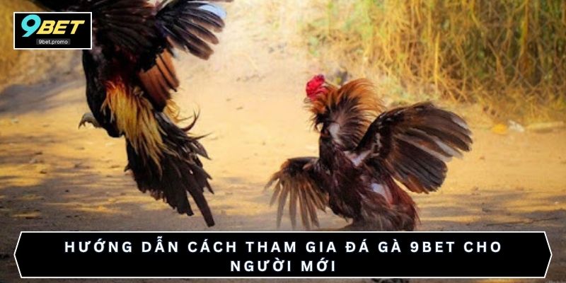 Hướng dẫn cách tham gia đá gà 9bet cho người mới
