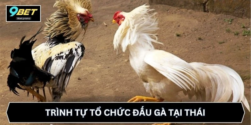 Trình tự tổ chức đấu gà tại Thái